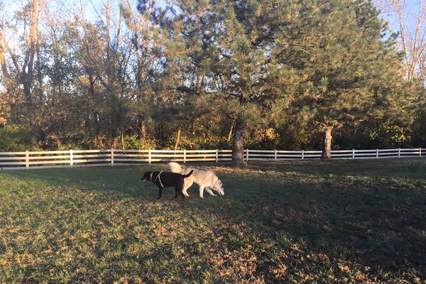 Brooksedge Park Bark Park photo 2